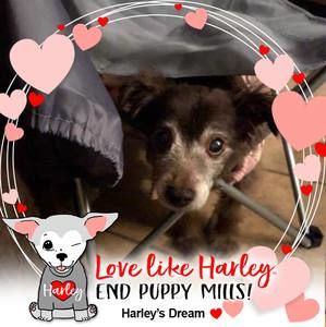 Meet your Posher, Ariel